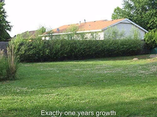 50 Austree Hybrid Willow Trees, Fastest Growing Shade or Privacy Tree - Austree Hybrid Willow Tree - 50 Live Trees
