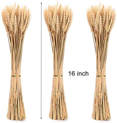 Yarlung 300 Stems Dried Wheat Stalks, 16 Inch Natural Wheat Sheaves Fall Arrangement for DIY Craft, Home Table, Wedding Decor