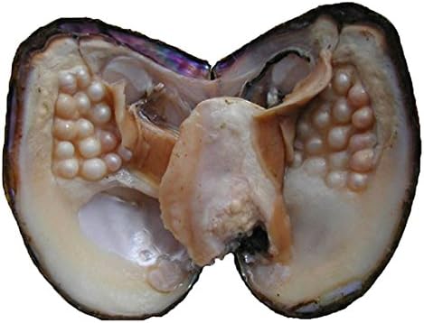 Oyster Pearls, Freshwater Cultured Big Oysters with Pearls Inside | Freshwater Cultured Oysters, Big Pearls Inside, Ideal For Home Decoration