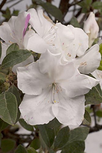 Azalea Encore Autumn Lily (Reblooming Azalea) Shrub, RB white/blush, #3 - Size Container