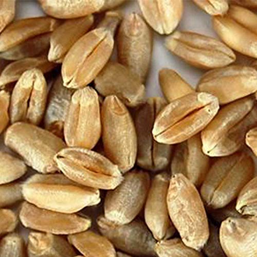Soft White Wheat - Organic - Handy Pantry Brand - Perfect for Food Storage, Flour, Baking, Sprouting & More (35Lb)
