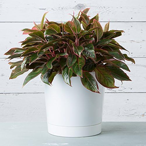 Novelty Majestic Full Depth Round Cylinder Pot, Glossy White, 8-Inch (10082)