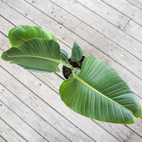 White Bird of Paradise Live Plant 10 inch Pot United Nursery