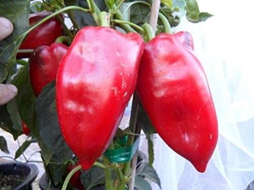 Elephants Ears Pepper 10+ Seeds