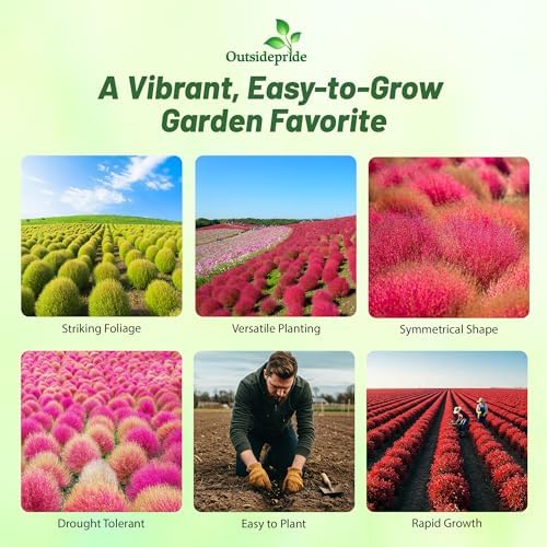 Outsidepride Kochia Trichophylla Burning Bush Seeds - 5000 Count (Vibrant Fall Color, Drought Tolerant) Shrubs and Bushes Live Plants Outdoor, No Maintenance Bushes for Landscaping