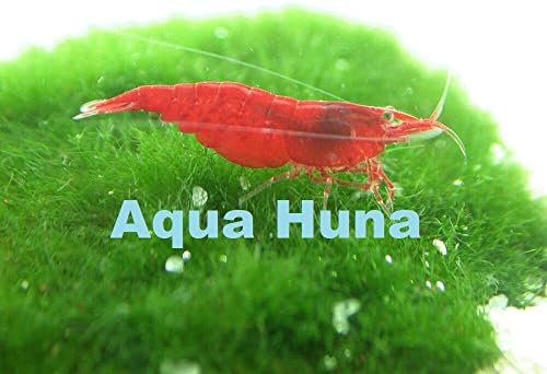Aqua Huna Red Cherry Shrimp (Grade A) - 10 Pack