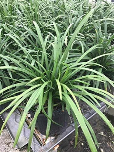 Liriope muscari 'Big Blue' Monkey Grass - Flats of Eighteen 3.5 inch pots