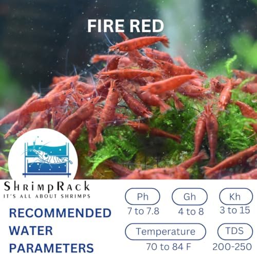 ShrimpRack™ 10 Fire Red Neocaridina High Grade Live Freshwater Aquarium Shrimps. Full Grown Breeding Age Size 0.75-1inches. Live Arrival Guarantee.