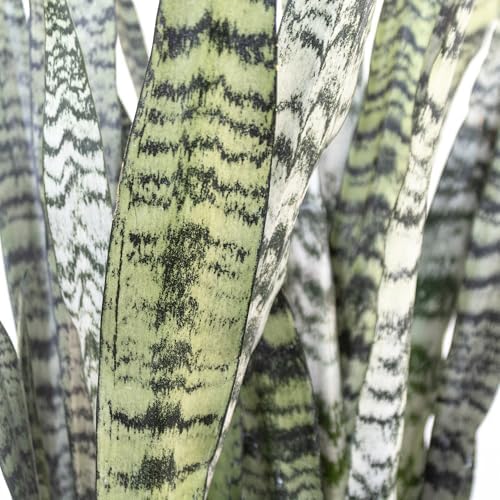 Live Snake Plant by United Nursery Sansevieria Zeylanica 20-25 inches Tall in 10 inch Plant Pot, Easy Care Indoor House Plant for Office or Home Decor