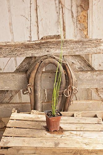 2 Horsetail Grass in 4 Inch Pots (2 Four Inch Pots with The Grass 3-6 Canes) in Each Pot
