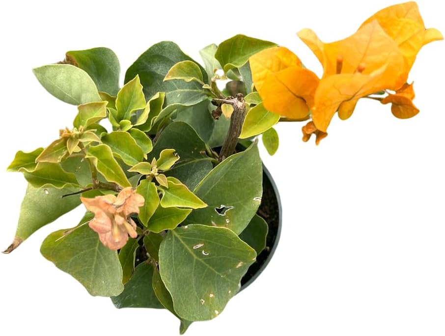 Yellow Bougainvillea - Everblooming - Indoors/Outdoors/Patio - 4" Pot