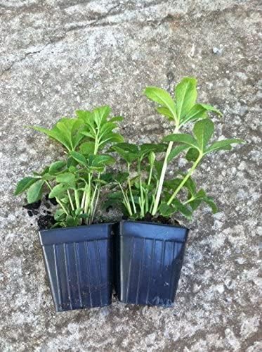 3 Containers of Mixed Lenten Rose/Hellebore in 2.5 Inch Pots- Great for Fall Planting!