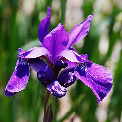 Ruffled Velvet Siberian Iris Flower Bulbs - 5 Roots per Pack - Attracts Butterflies and Hummingbirds - Deer Resistant - Good as Cut Flowers