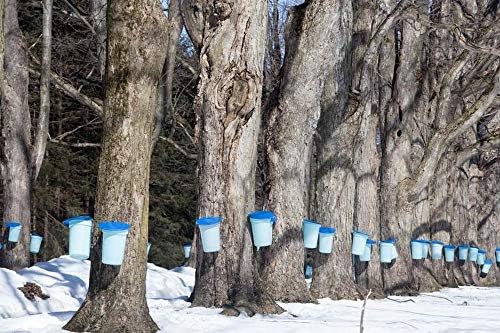CANADA TRUE Pure Maple Syrup(Amber) (3x100ml)