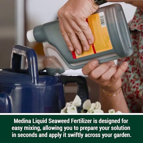 Medina Liquid Seaweed Fertilizer, 1 Gallon | For Plants, Concentrated, Lawn and Garden, Enhances Plant Growth and Soil Health, Ready to Spray, Covers 64000 Sq. Ft.