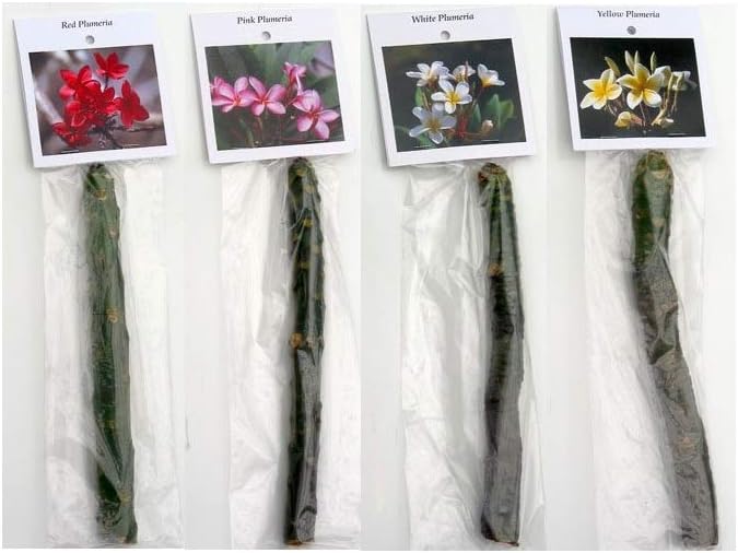 Plumeria Frangipani Plant Cuttings 4 Mixed Colors - Red, White, Yellow