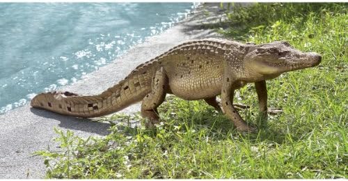 The Grand-Scale The Walking Crocodile Statue