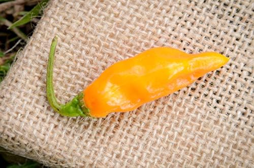 Datil Sweet Heirloom Pepper Premium Seeds for Planting Packet + More