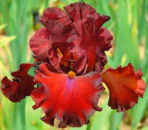 Grateful Red German Reblooming Bearded Iris Plant, Root Start, Rhizome, Bulb, Simply Beautiful Flowering Perennial