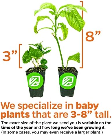 Olympian Fig Tree Live Plant - Ficus carica by Wellspring Gardens - Starter Plant Ideal for Gardens & Containers - Great for Indoor Houseplants, Outdoor Landscaping & Garden Planting