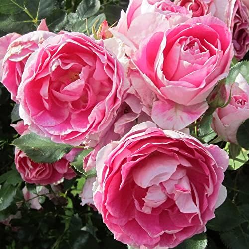 Heirloom Landscape Roses, Live Own Root Plant, Carefree Wonder™