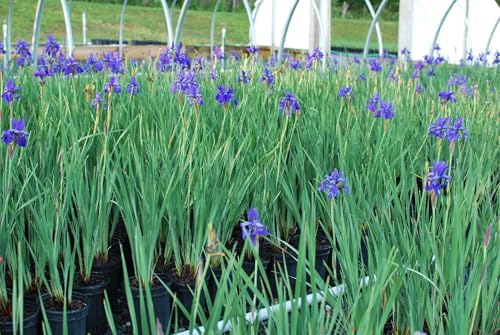 Iris s. 'Caesar's Brother' (Siberian) Perennial, Size-#1 Container, Deep Blue-Violet Flowers
