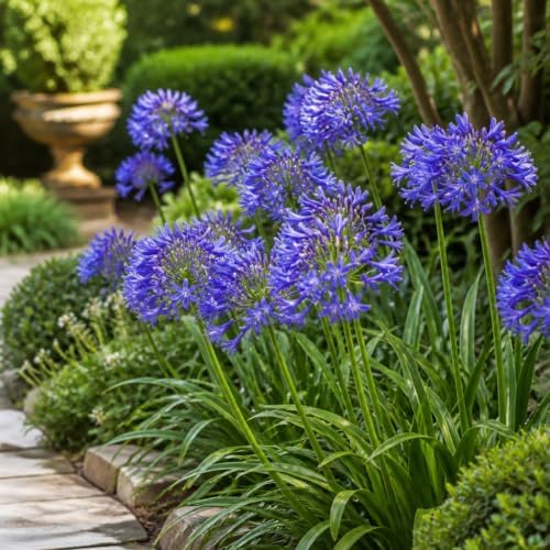 Storm Cloud | 3 Live Plants | Agapanthus Africanus | Drought Tolerant Perennials, Blue Flowering Plant, Long Blooming Garden, Evergreen Foliage