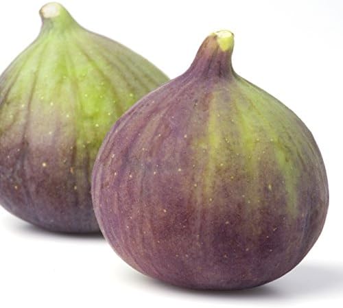 Olympian Fig Tree Live Plant - Ficus carica by Wellspring Gardens - Starter Plant Ideal for Gardens & Containers - Great for Indoor Houseplants, Outdoor Landscaping & Garden Planting