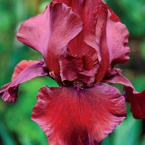 Red Dirt Road, Colorful Bearded REBLOOMING IRIS (1) Rhizome/Bulb/Root Ready for Planting Now