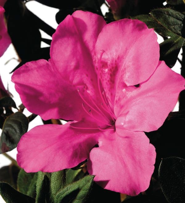 Encore Azalea Autumn Sangria (1 Gallon) Pink Flowering Shrub - Full Sun Live Outdoor Plant