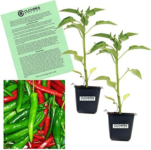 Clovers Garden Cayenne Long Slim Pepper Plants- Two (2) Live Plants – Non-GMO - Not Seeds – Each 4"-8" Tall in 4 Inch Pots - Medium Heat