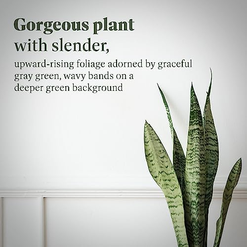 American Plant Exchange Snake Plant – Medium 6-Inch Pot Yellow Sansevieria Trifasciata, Drought-Tolerant, Air-Purifying Live Houseplant for Home