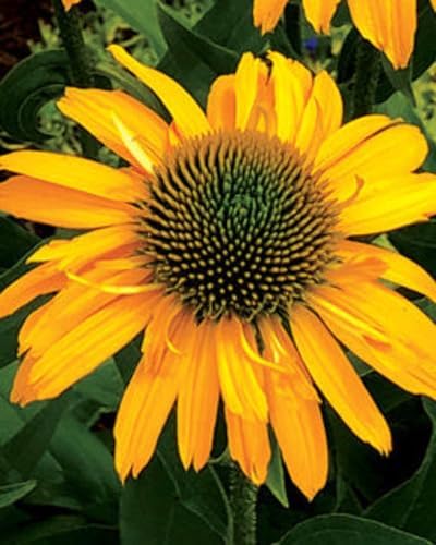 Echinacea purpurea ‘Cheyenne Spirit’ (Coneflower) Live Perennial, Size-#1 Container, Mixed Color Summer Flowers, USDA Zones 4-8