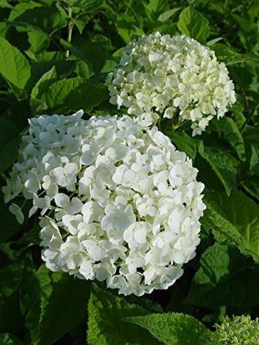 First Editions - Hydrangea pan. Vanilla Strawberry (Panicle Hydrangea) Shrub, white/pink/red flowers, #3 - Size Container