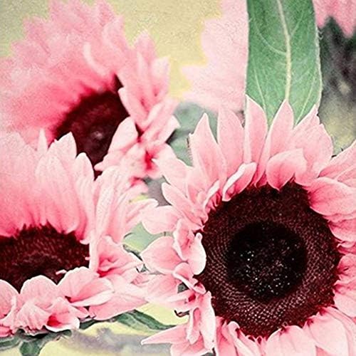 15 Iris Tectorum Rose Sunflower Seeds to Plant – Pink Sunflowers, Edible Flower Seeds