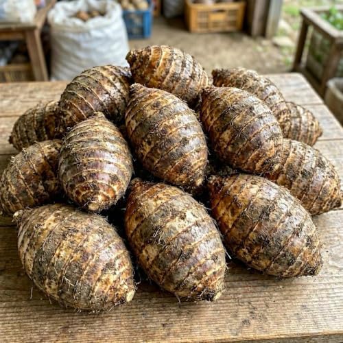 20 Live Colocasia Esculenta Elephant Ear Taro Gabi Kalo Eddo Bulbs #TSMN