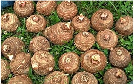 5 LIVE Colocasia Esculenta Elepant Ear Taro Gabi Kalo Eddo Bulbs READY to GROW