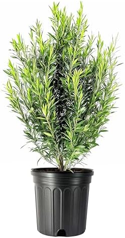 Podocarpus Japanese Yew | 10 Live Plants | Podocarpus Macrophyllus | Evergreen Shrub, Low Maintenance, Drought Tolerant, Privacy Screen Landscaping, Fast Growing, Ornamental Foliage