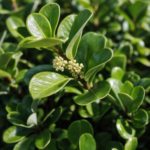 Viburnum Odoratissimum | 20 Live Plants | Fast Growing Shrub, Dense Evergreen Foliage, Fragrant White Flowers, Privacy Hedge, Low Maintenance, Drought Tolerant, Year-Round Interest