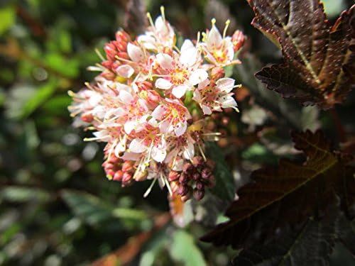 Proven Winners - Physocarpus op. Summer Wine (Ninebark) Shrub, red foliage, #2 - Size Container