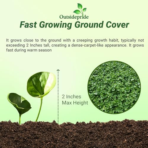Outsidepride Perennial Dichondra Repens Seeds - 2 lbs Dense Green, Low-Maintenance Ground Cover Seeds for Planting, Ideal Lawn Alternative in Sun or Shady Areas & Erosion Control in USDA Zones 8-11