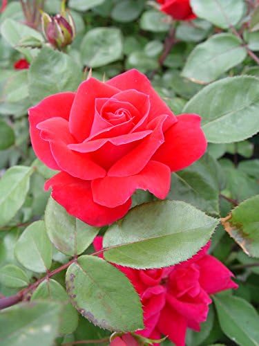 Green Promise Farms Rosa `Double Knock Out` (Reblooming) Rose, 3 Size Container, pink flower