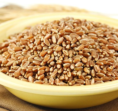 Wheat Montana Bronze Chief Hard Red Spring Wheat Berries, 25 Lb. Bag