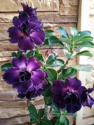 8 Purple Desert Rose Seeds Adenium Obesum Exotic Tropical Flower Seed Flowers Bloom