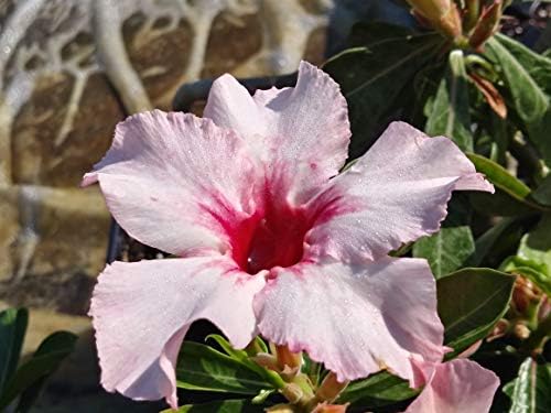New!! U.S. Seller 50 Fresh Desert Rose Seeds Mixed Colors Adenium Desert Rose 50 Pack Single and Multi Colored Flowers Fresh Seeds