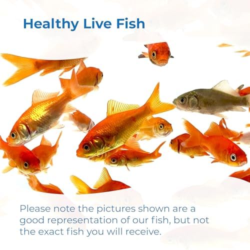 Toledo Goldfish Classic Comet Goldfish: Live Goldfish with a Variety of Sizes for Ponds, Tanks, and Aquariums - 3-4 Inches, 5 Count