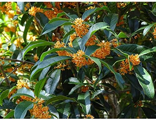 Apricot Echo Orange Tea Olive - Live Plant - (2.5 QT)