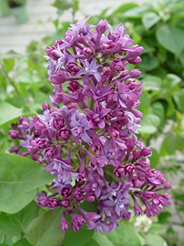 Proven Winners - Syringa x Bloomerang Dark Purple (Reblooming Lilac) Shrub, dark purple flowers, #3 - Size Container