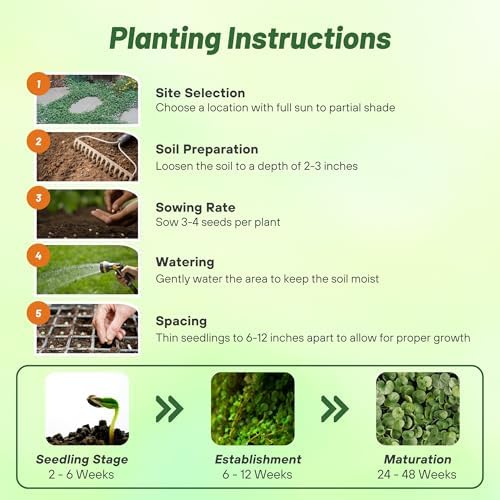 Outsidepride Perennial Dichondra Repens Seeds - 2 lbs Dense Green, Low-Maintenance Ground Cover Seeds for Planting, Ideal Lawn Alternative in Sun or Shady Areas & Erosion Control in USDA Zones 8-11