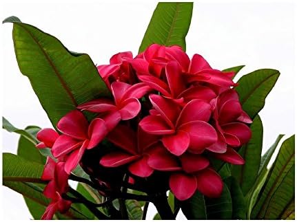 Red Plumeria Frangipani Plant Cutting Hawaii Cx8